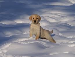 Our dogs have both show and fieldchampion bloodlines. Boundary Waters Labradors In Ely Minnesota Has Just Published 2009 Calendars Pr Com