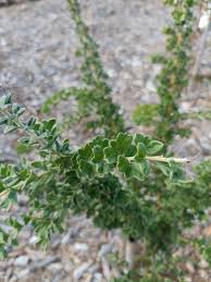 Image result for Hermbstaedtia odorata