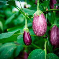 Jun 30, 2021 · the tirumala tirupati devasthanams (ttd) is making brisk progress in the preparation of agarbathi (perfumed incense sticks) from cow products as well as the used floral garlands taken from the. Nyt Crossword Answers Italian City Where Columbus Was Born The New York Times