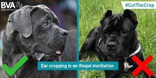 Vet approved, socially secure, healthy, happy pups are our priority, and the only type of pups we have. Why An Alarming New Trend Has Vets Saying Cut The Crop