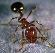 How To Get Rid Of Ants In Your Yard Easily Ehow Kill Fire Ants Fire Ants Best Pest Control