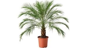 Важно понимать, что дерево, выращенное из косточки, не будет полноценным, ждать урожая. Finikovoe Derevo Foto Osobennosti Vyrashivaniya Iz Kostochki