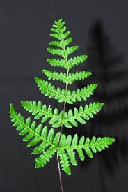 Image result for Aleuritopteris welwitschii