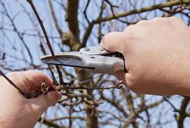 Comme pour toute taille, effectuez un premier nettoyage grossier en retirant toutes les branches mortes ou. Taille Des Arbres Fruitiers Pommier Poirier Cerisier Gamm Vert