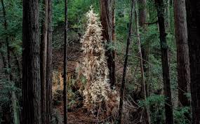 ‫غابة‬‎ ile ilgili görsel sonucu