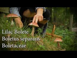 Image result for Boletus separans