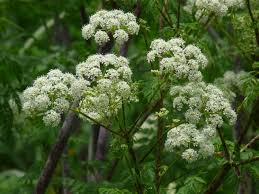 Image result for Conium