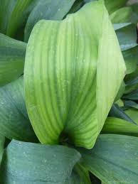 Image result for Kořenokvětka Aspidistra