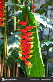 False Bird Of Paradise Flower Xmas Best Flower Wallpaper
