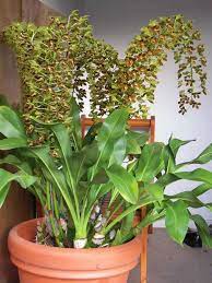 Pin On Orchids Orchidaceae