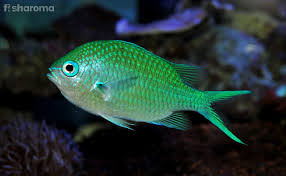 Green Chromis Detailed Care Guide For Your Pet Fish