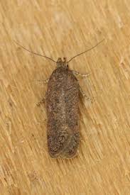 Image result for Bryotropha senectella