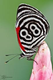 Pin On Butterflies That Flutter By