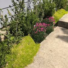 Image result for Sagina abyssinica