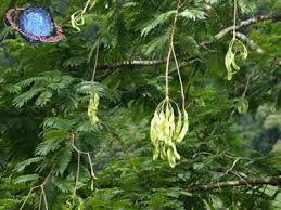 Image result for Parkia