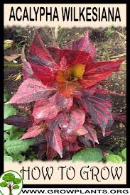 Image result for Acalypha wilkesiana
