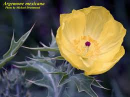 Image result for Argemone mexicana