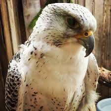 saw this lovely lady at the zoo today gyrfalcon falcon zoo