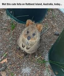 I Want To Honk Its Tiny Little Nose Cute Animals Quokka Cute Little Animals