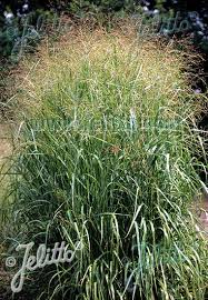 Image result for Panicum chionachne