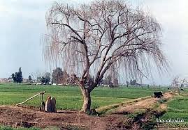 صور الريف المصرى اجمل مناظر طبيعية من قلب الريف المصرى Egypt Egyptian Tree