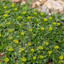 Image result for Pimpinella trifurcata