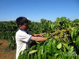 Giá cà phê xuống dưới 30.000 đồng/kg
