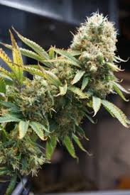 Diy Cob Led Grow Lights Growerra