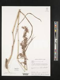 Image result for Cymbopogon pospischilii