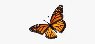 Releasing butterflies for the monarch migration is one of the greatest joys of raising. Aesthetic Tumblr Butterfly Vintage Nature Freetoedit Monarch Butterfly Flying Hd Png Download Transparent Png Image Pngitem
