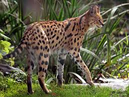 In stadtlohn tummelte sich ein exemplar nun fauchend in einem garten. Www Zootierliste De