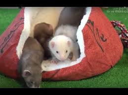 Dihorul, cunoscut pana nu de mult doar ca un pradator, a devenit in ultima vreme animalul de companie preferat de multi iubitori de animale. Dihori Dihorul Ca Animal De Companie Distractiv Si Sociabil Youtube