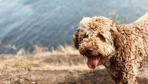 The Best Dog Breed For Each State - Orvis News Hypoallergenic Dog Breed Best Hypoallergenic Dogs Dog Breeds