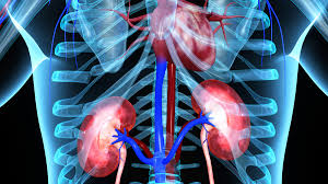 Kidney Health: The Basics | El Camino Health