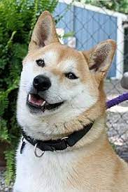 Tri State Shiba Inu Rescue Group Is A Non Profit Rescue Shelter In Ohio For Shiba Inu Dogs Definitely Adopting From Here When I H Shiba Inu Shiba Inu Dog Dogs