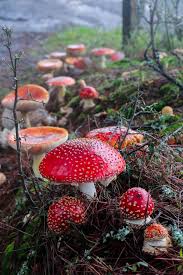Beautiful Gelbe Pilze Im Garten Stuffed Mushrooms Magical Mushrooms Nature