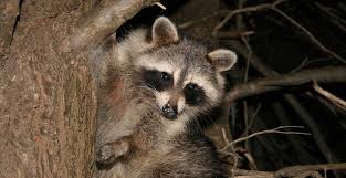 Traps such as this should be favoured over more drawn out methods. Hunting Ontario S Overpopulated Masked Bandits Outdoor Canada