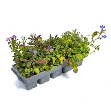 Image result for lobelia combine composition