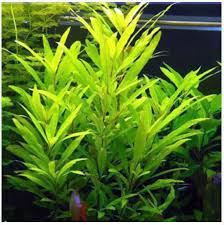 Image result for Hygrophila
