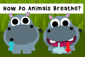 A zoo is a place where you keep and show animals. How Do Animals Breathe