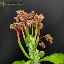 Image result for Euphorbia memoralis