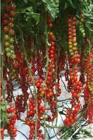Mediterranean Living Serafini Amelia Kitchen Garden Sicily Love Italian Sicily Sicilian Wedding