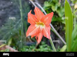 Image result for Hippeastrum puniceum