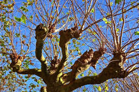 Il suffit pour cela d'écraser avec un marteau quelques rameaux de saule. Le Saule Blanc Saule Pleureur Pour Soulager La Douleur Plantes Et Sante