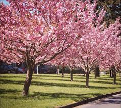 1 kwanzan flowering cherry tree. Kwanzan Cherry For Sale Online The Tree Center