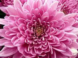 Pin On Flowers Garden