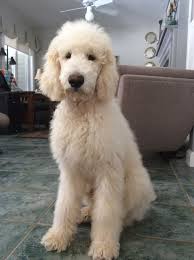 Springerdoodle breed information characteristics heath problems dogzone com / check out our poodle doodle selection for the very best in unique or custom, handmade pieces from our shops. Odie Before His Big Boy Haircut Poodle Puppy Poodle Dog Standard Poodle