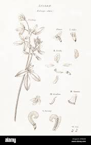 Image result for Medicago laciniata