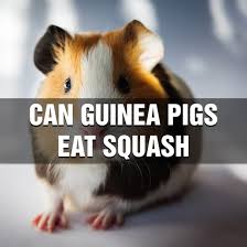 Then, you'll want to cut off and discard the thick stem. Can Guinea Pigs Eat Squash Dietary Rules Risks And Benefits