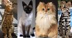 Cat Breed Info | List of Cat Breeds | Types of Cat Breeds ...